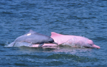 新加坡粉红色海豚（海洋里的大熊猫中华白海豚）