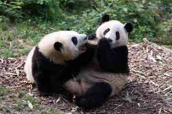 中国有几只大熊猫（中国大熊猫现存数量有多少）