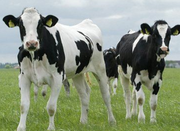 英国奶农为何被迫把奶倒掉（为什么世界会变成这个样子）
